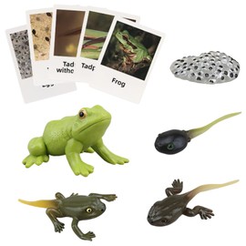 Montessori Frog Life Cycle Flash Cards, Plastic Insects Tadpole to Frog Kit Toy, Realistic Animal Figurines