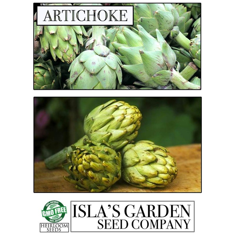 Green Globe Artichoke Seeds, 50 Heirloom Seeds Per Packet, Non