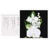 Art Four Seasons Buddha Flower (White) Mini Phalaenopsis Mini Glass