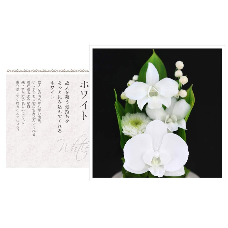 Art Four Seasons Buddha Flower (White) Mini Phalaenopsis Mini Glass