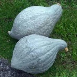 10 Blue Hubbard Squash Seeds. USA Seeds. Organic. Ships free