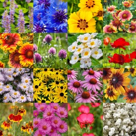 Midwest US Bulk Wildflower Seed Mix 1lb Covers 2,000sq-ft - Attract Pollinators, Multi-Color Blooms - Midwestern US Species Plant in Spring/Fall, Earth-Friendly Packaging (1/2 Pound)