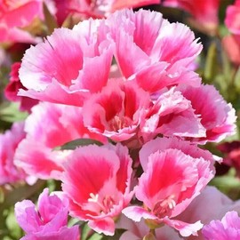 500 Godetia Seeds. Pink and White. USA Seeds. Organic. Ships free