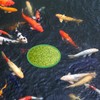 5 Pieces Fish Tank Feeder Ring, 5 Sizes Floating Feeder