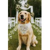 THLOH My Humans are Getting Married Dog Bandana - Wedding
