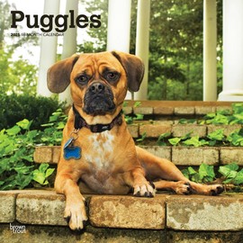 Puggles | 2025 12 x 24 Inch Monthly Square Wall Calendar | BrownTrout | Animals Mixed Dog Breeds