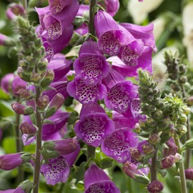 Outsidepride 50 Seeds Biennial Digitalis Foxglove Purple Flower Seeds for Planting