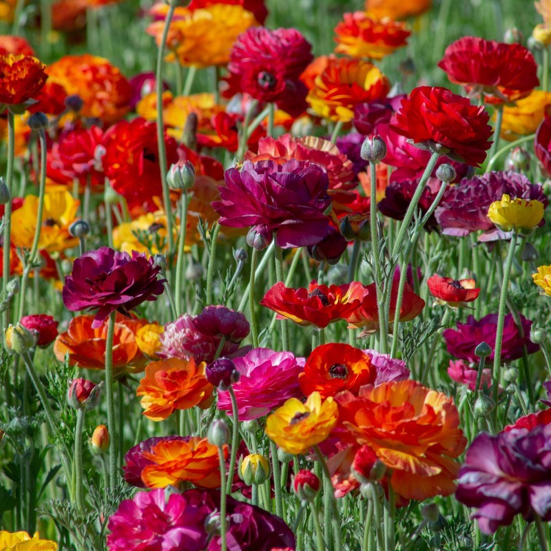 Eden Brothers Ranunculus Bulbs - Passion Mix