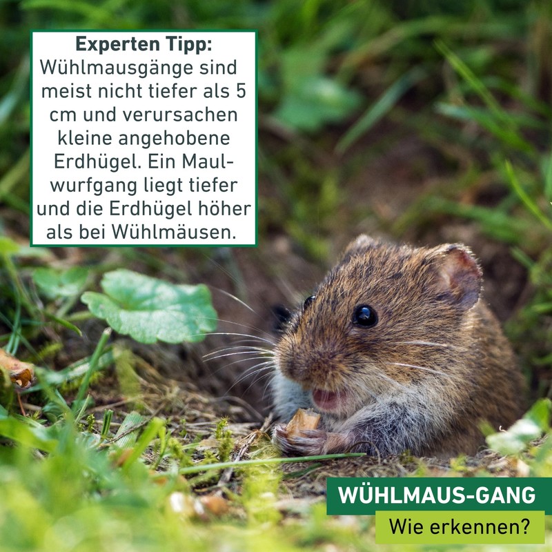 Windhager 05315 Vole Trap – 6.5 x 22 x 25