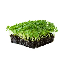 Kale Garden Seeds - Vates Blue Scotch Curled - 4 Oz - Non-GMO, Heirloom- Vegetable Gardening & Microgreens