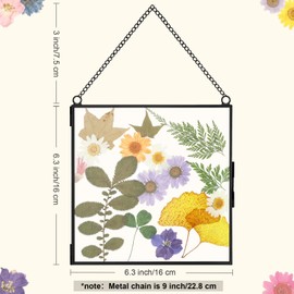 Treela Pressed Flowers Glass Frames 6 x 6 Inch, Hanging Double Glass Picture Frame Clear Square Floating Frames with Chains Graduation Wedding Gift for Dried Plant Specimen Gallery(Black,4 Pieces)