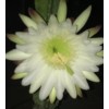 Cactus 12" Long 4-5 inch DIA FRESH CUT Senita Peruvianus