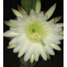 Cactus 12" Long 4-5 inch DIA  FRESH CUT Senita Peruvianus Night Blooming, Succulent