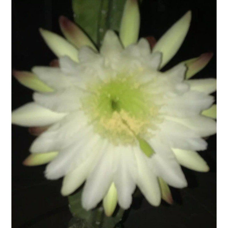 Cactus 12" Long 4-5 inch DIA FRESH CUT Senita Peruvianus