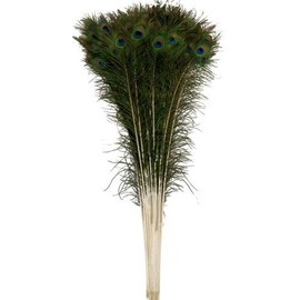 OrangeTag Natural Peacock Feathers 30-35 inches Long (20 pcs per Bundle)