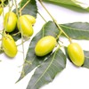 Neem Oil Cold Pressed Neem Oil for Essential Oil Mixing