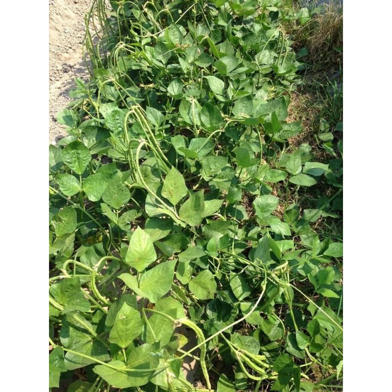 Mai's Family Bush Long Green Bean Seeds | Đậu Đũa