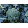 ATLAS Broccoli -Autumn Beauty