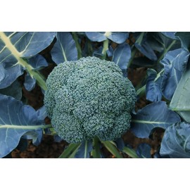 ATLAS Broccoli -Autumn Beauty