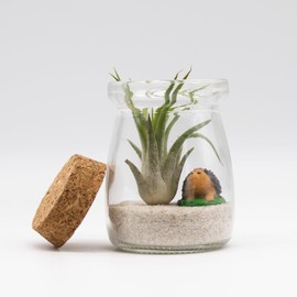 3 Inch Mini Glass Jar Happy Hedgehog DIY Terrarium Kit with Live Tillandsia Ionantha Air Plant and Accessories for Indoor Gardens and Home Decor