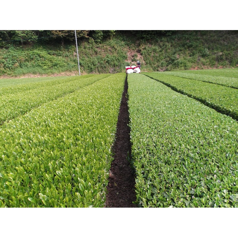 Ureshino Tea Premium Premium Set of 2 (3.5 oz (100
