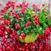 Outsidepride Cranberry - 250 Seeds