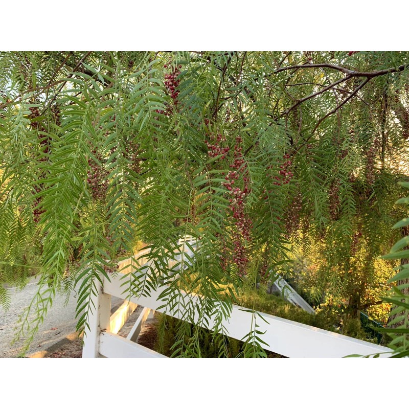 Home-Growth Schinus molle/ American Pepper 100 Seeds 2024 - USA