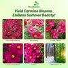Outsidepride 100 Seeds Annual Cosmos Bipannatus Sonata Carmine Cut Flower