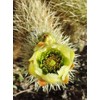 Teddy Bear Cholla Cactus (Cylindropuntia bigelovii) - Live Plant Cutting