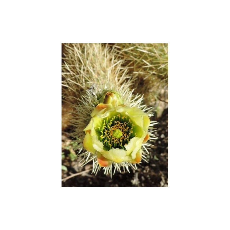 Teddy Bear Cholla Cactus (Cylindropuntia bigelovii) - Live Plant Cutting