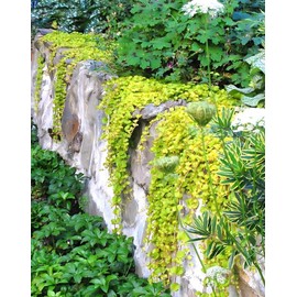 Classy Groundcovers, Lysimachia nummularia 'Aurea', 'Gold', 'Goldi', 'Goldilocks' (Flat of 18 Pots, 3 1/4 inch Square)