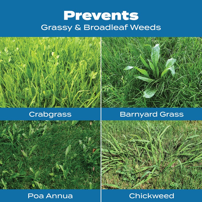 Scotts Turf Builder Halts Crabgrass Preventer with Lawn Food -