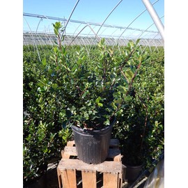 Ilex X meserveae 'Blue Prince' (Blue Holly) Evergreen, #3 - Size Container