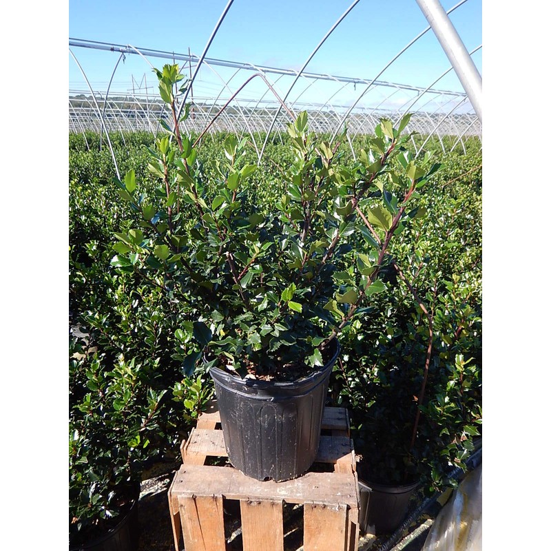Ilex X meserveae 'Blue Prince' (Blue Holly) Evergreen, #3 -