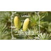 ACEITE ESENCIAL de CEDRO de VIRGINIA 30ML