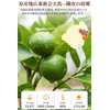 XIXICHA Chen Skin Shinkai Chen Hide, 3.5 oz (100 g),