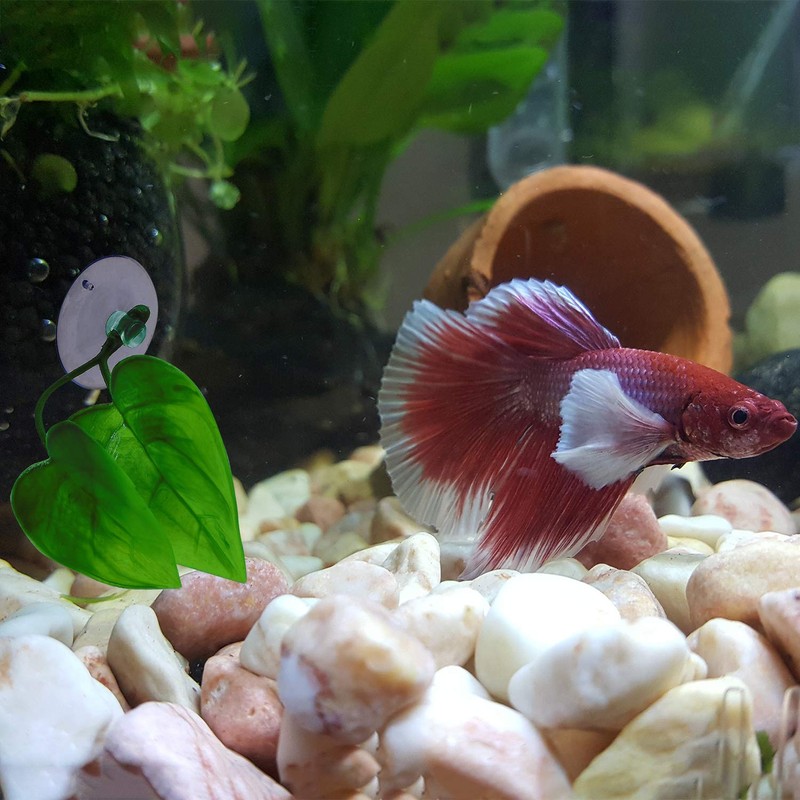 URATOT 4 Pack Betta Fish Leaf Pad Simulating The Natural
