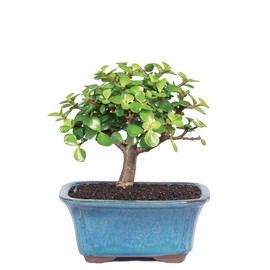 Brussel's Live Dwarf Jade Indoor Bonsai Tree - 3 Years Old; 4" to 6" Tall with Decorative Container
