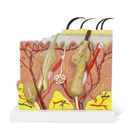 Benilev Skin Model, 50X Enlarged Anatomical Skin Layer Structure Model with Hair for Science Classroom Learning Teaching Display Medical Skin Marking