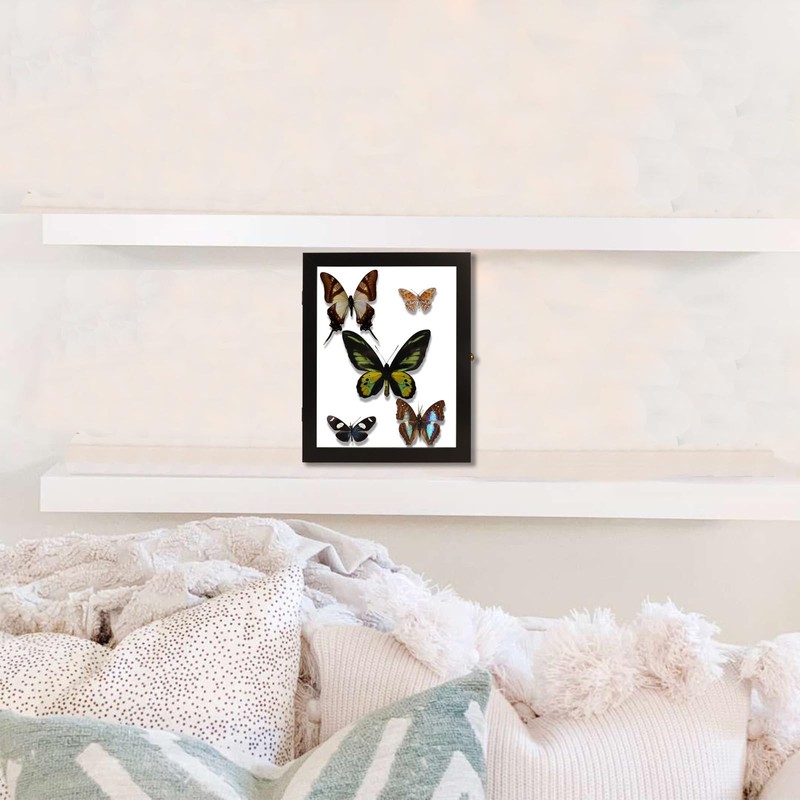 IHEIPYE Insect Display Case Bug Display Collection Box Large Black