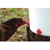 RentACoop DIY Waterer Kit - Horizontal Nipples with Dribble Dish