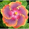 Hibiscus Mix 100+ Seeds Flowers Planting for Outdoor Indoor