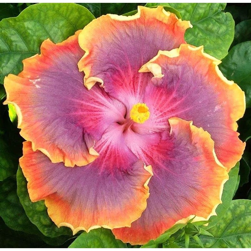 Hibiscus Mix 100+ Seeds Flowers Planting for Outdoor Indoor