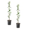 Golden Dorsett Apple Fruit Tree, Fruit Bearing, Deciduous, Golden-Yellow Fruit,