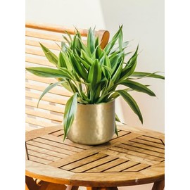 Serene Spaces Living - Macetas martilladas doradas con aspecto de latón antiguo, maceta de interior, acento decorativo para plantas en maceta, jarrón dorado para centro de mesa de bodas o eventos