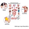 Digestive Organs Mini Poster Anatomy 34x24 cm Medical Teaching Medium