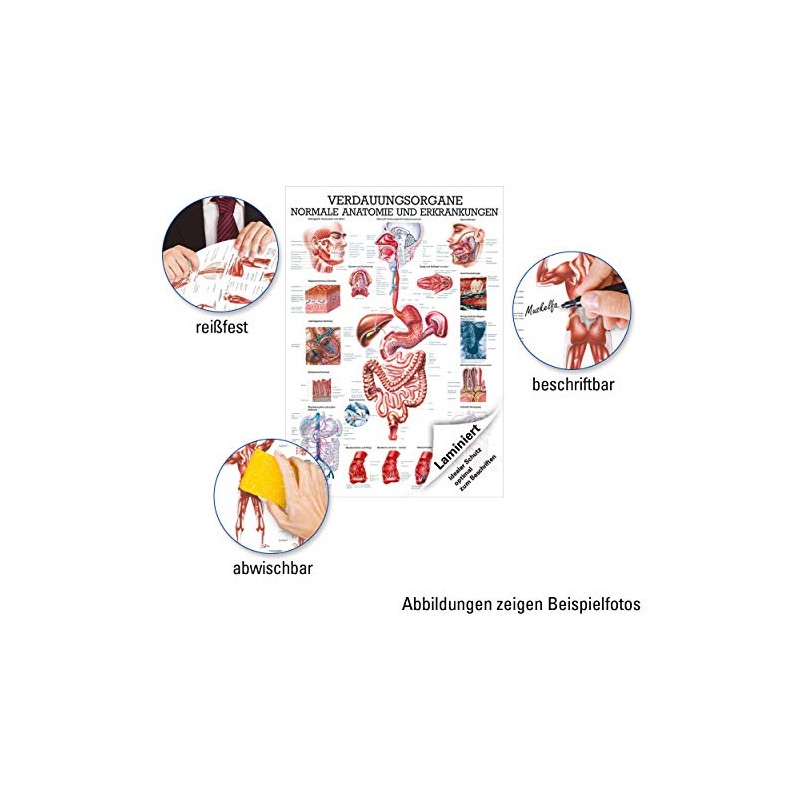 Digestive Organs Mini Poster Anatomy 34x24 cm Medical Teaching Medium