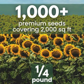 Black Mammoth Sunflower - Bulk 1/4 Pound Pouch - 1,000 Flower Seeds for Planting - Helianthus annuus