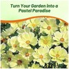 Outsidepride Lemonade Cosmos Bipinnatus Seeds - 50 Pcs Annual, Easy