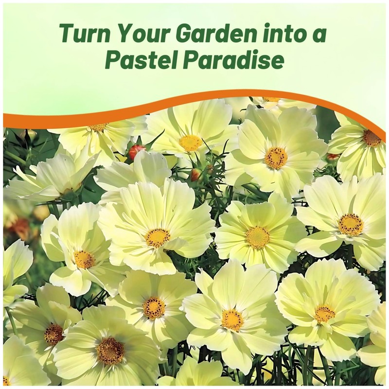 Outsidepride Lemonade Cosmos Bipinnatus Seeds - 50 Pcs Annual, Easy